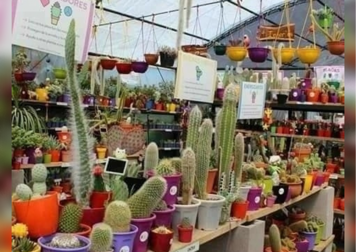 Tierra de Cactus